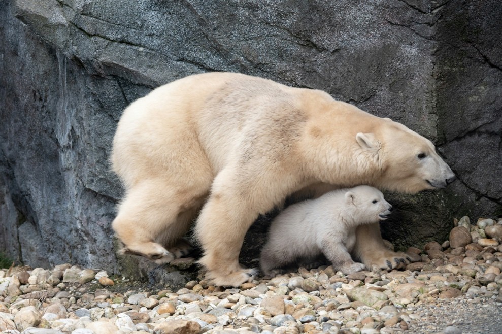 What is attachment?